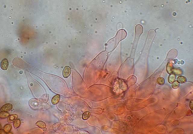 Galerina spec. Cod.DSCN 9149